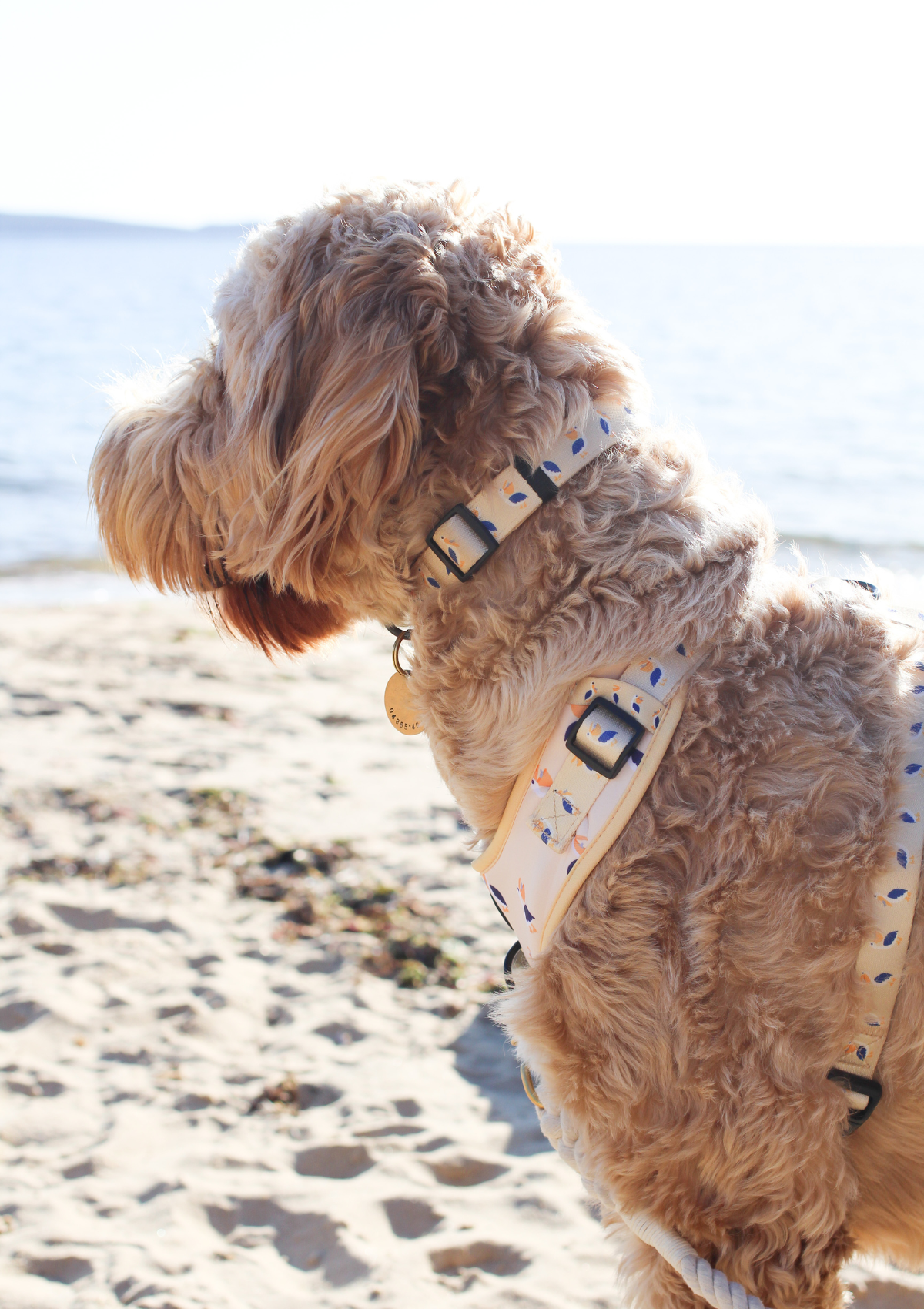 Recycled Collar - Mr Percival