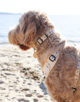 Recycled Collar - Mr Percival