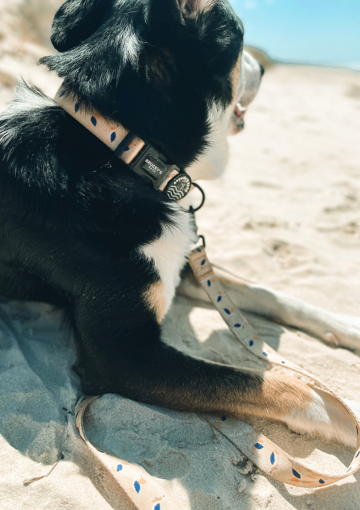 Recycled Collar - Mr Percival