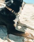 Recycled Collar - Mr Percival