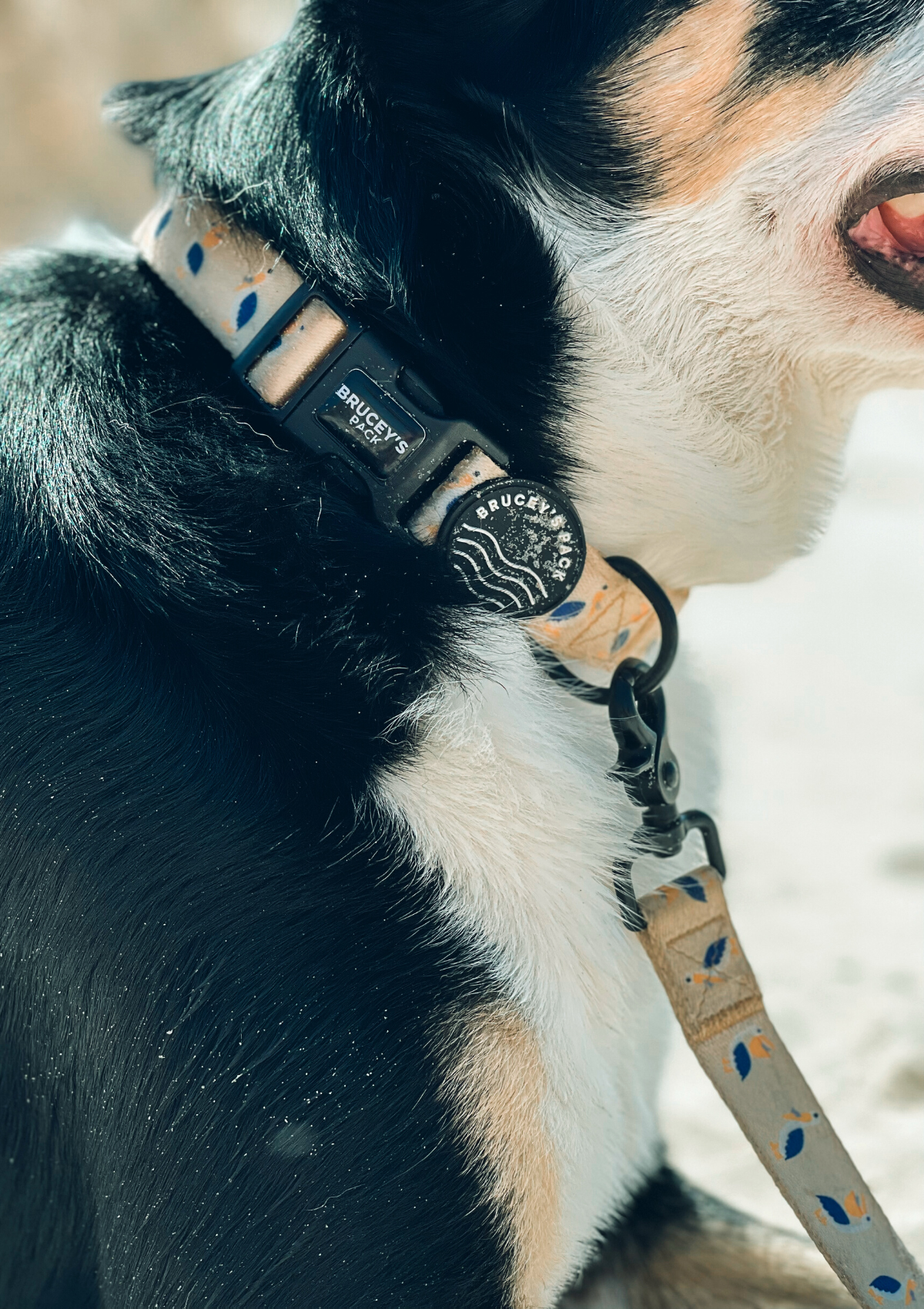 Recycled Collar - Mr Percival