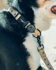 Recycled Collar - Mr Percival