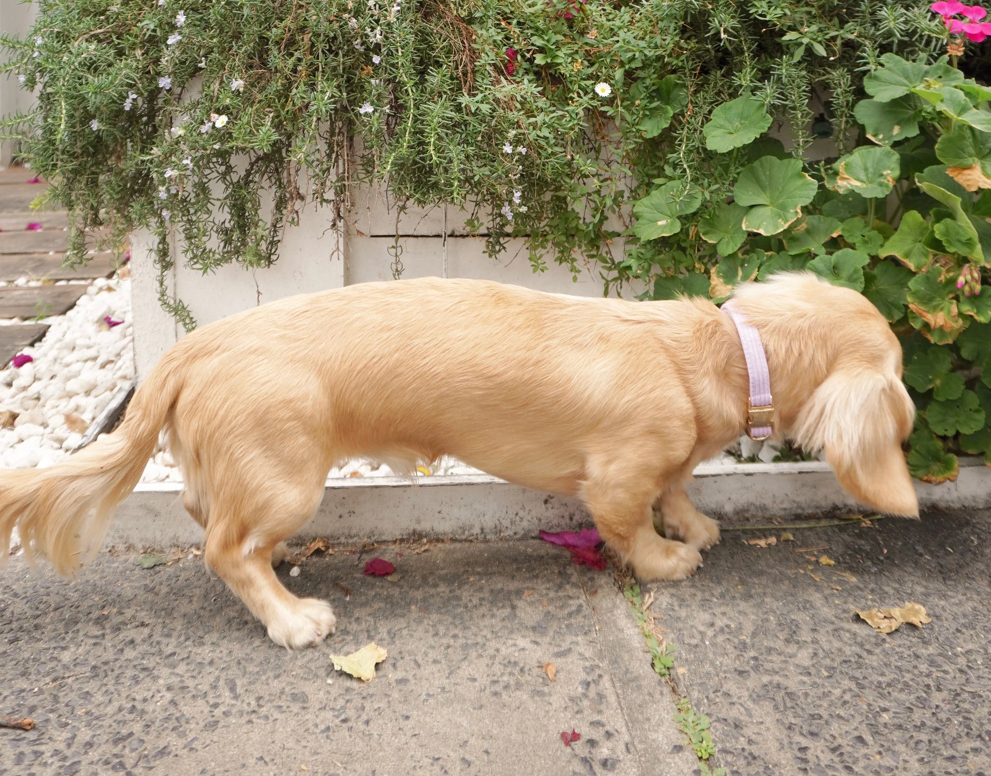 Bella Collars
