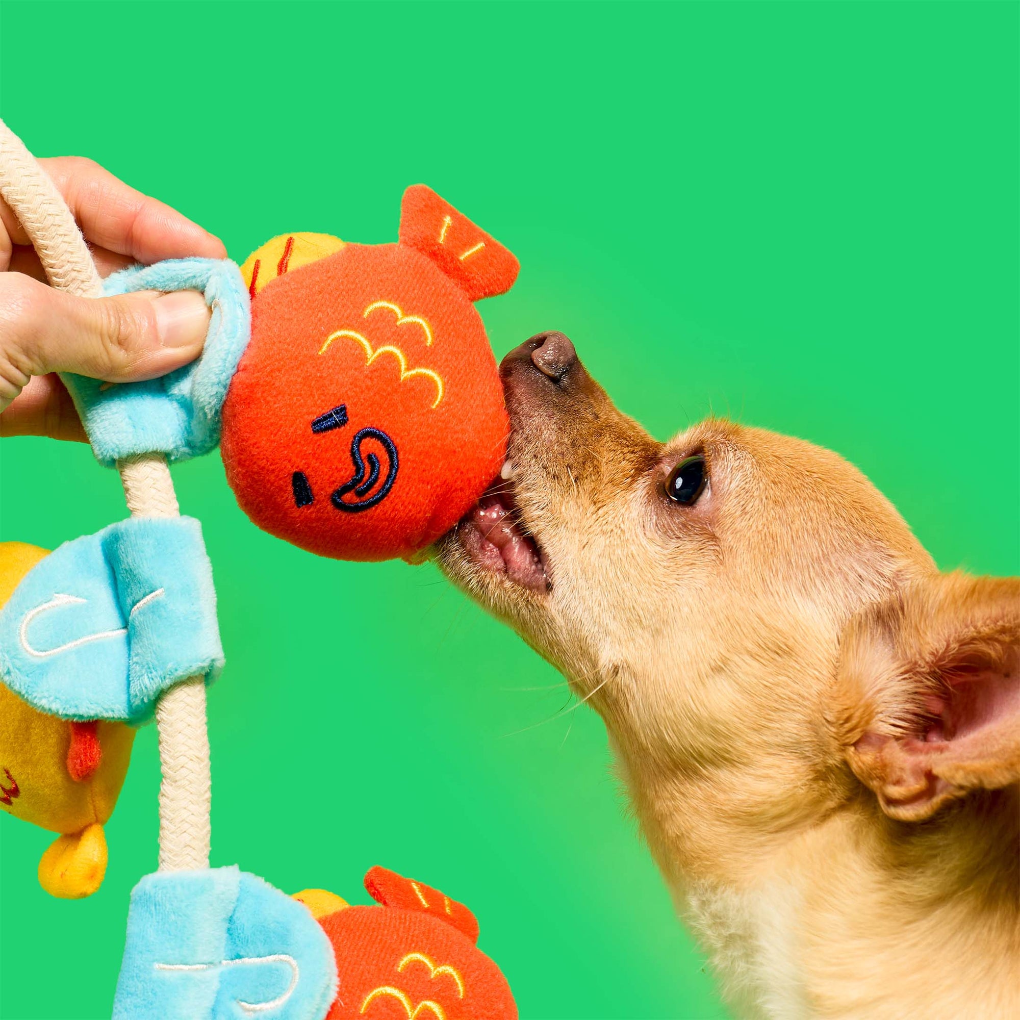 Fishing Nosework &amp; Tug Toy