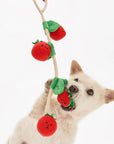 Cherry Tomato Nose Work & Tug Toy