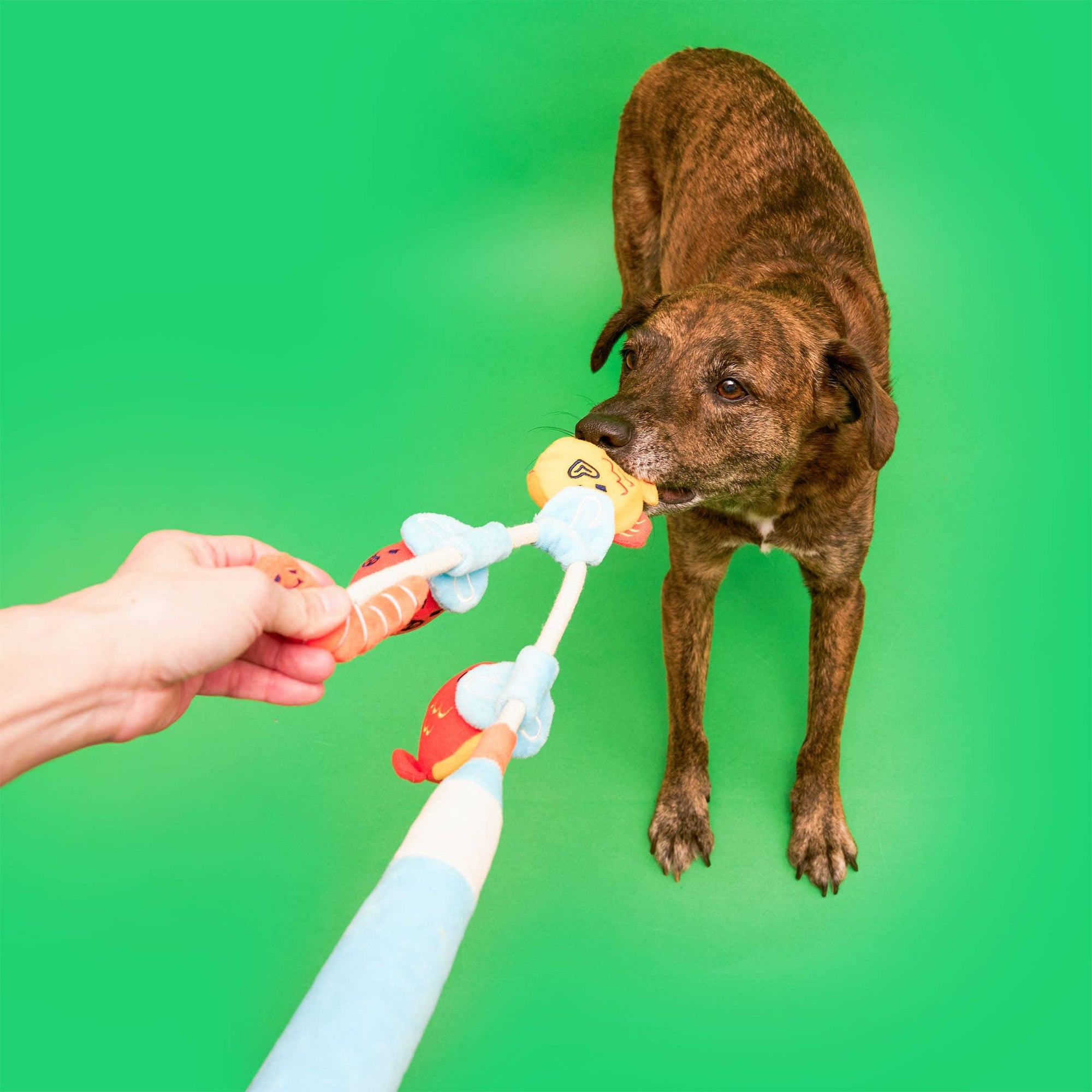 Fishing Nosework &amp; Tug Toy