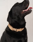 Bella Cord Collar: Mango