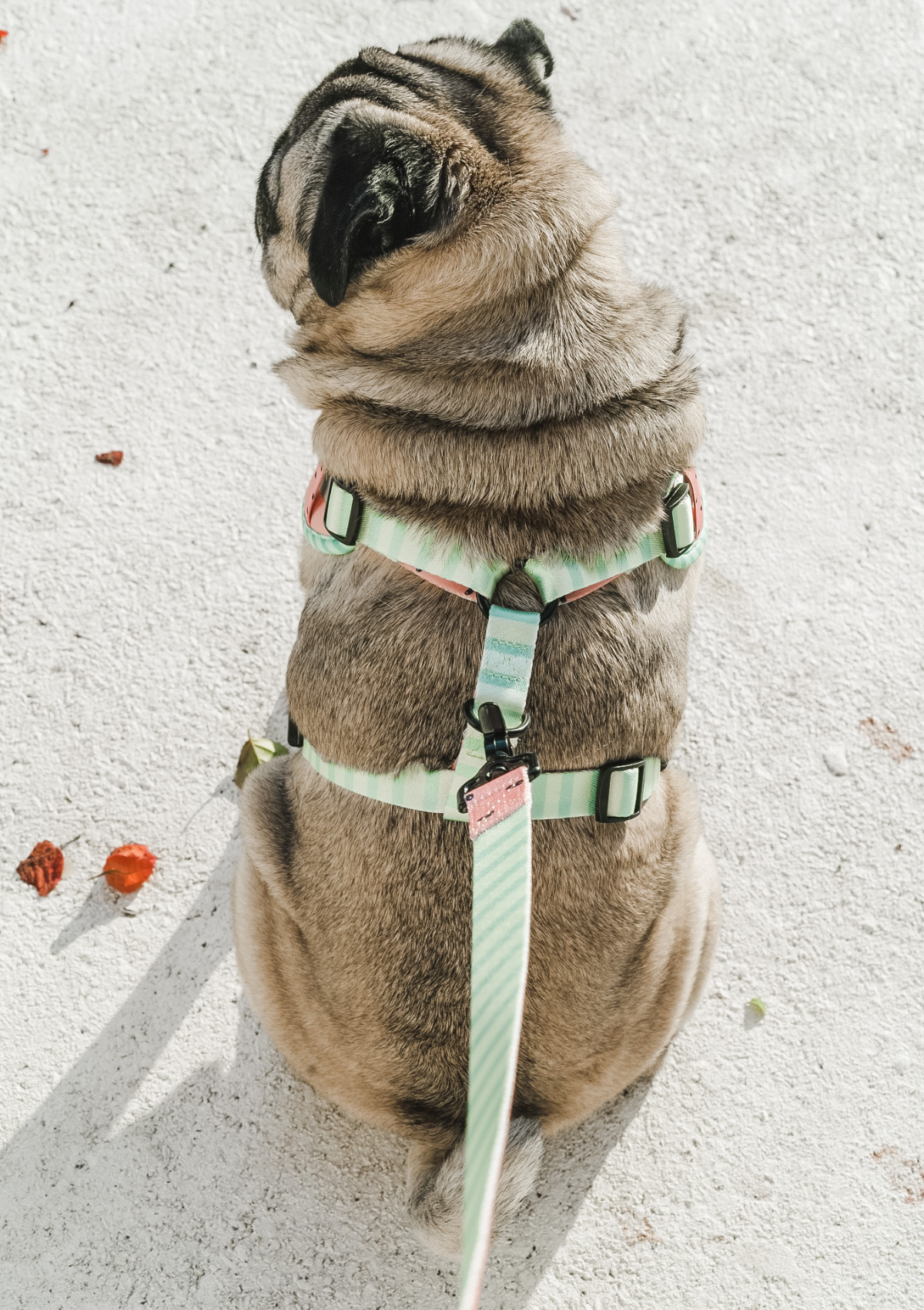 Chest Harness Walk Set - One In A Melon