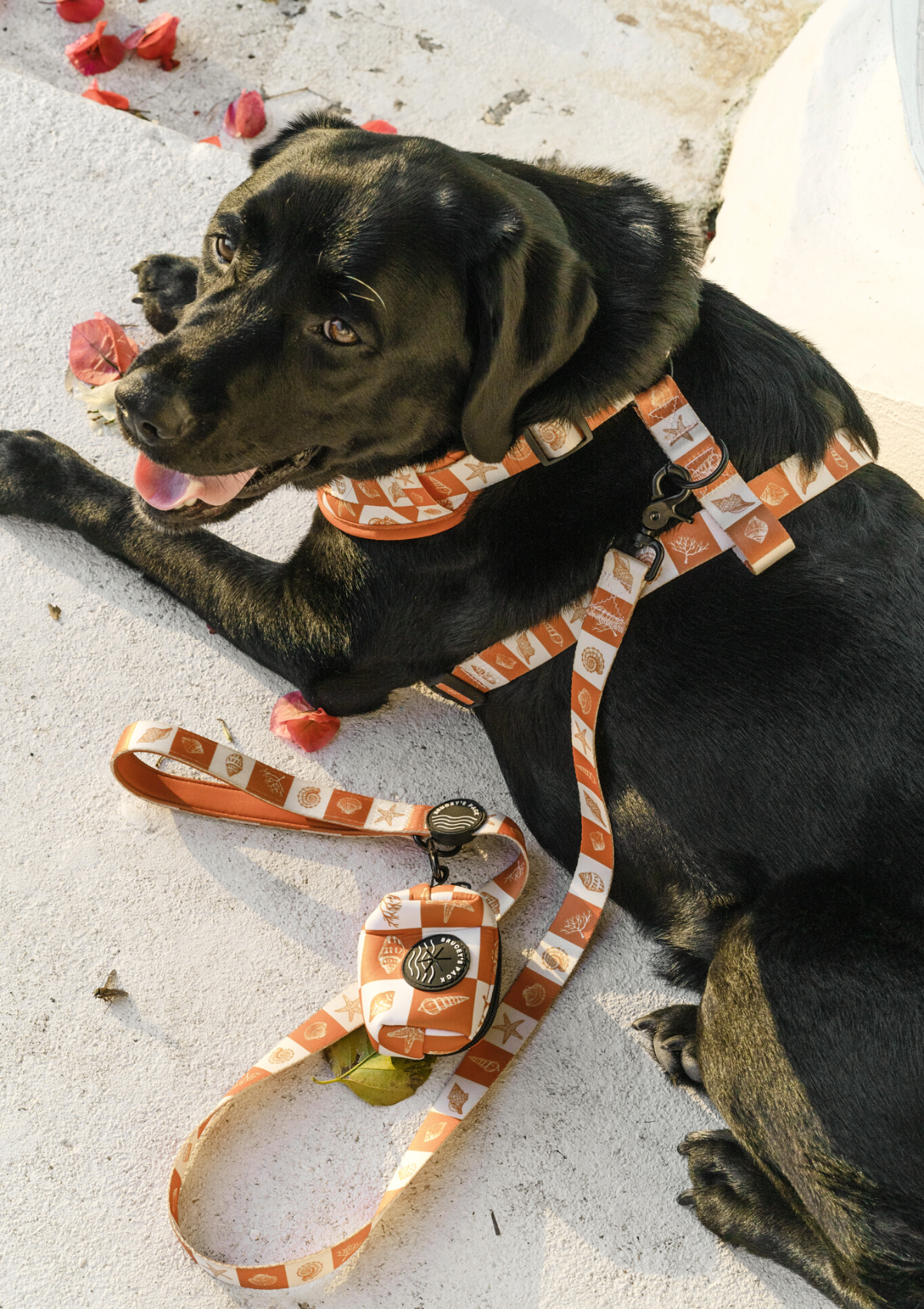 Chest Harness Walk Set - Seaside